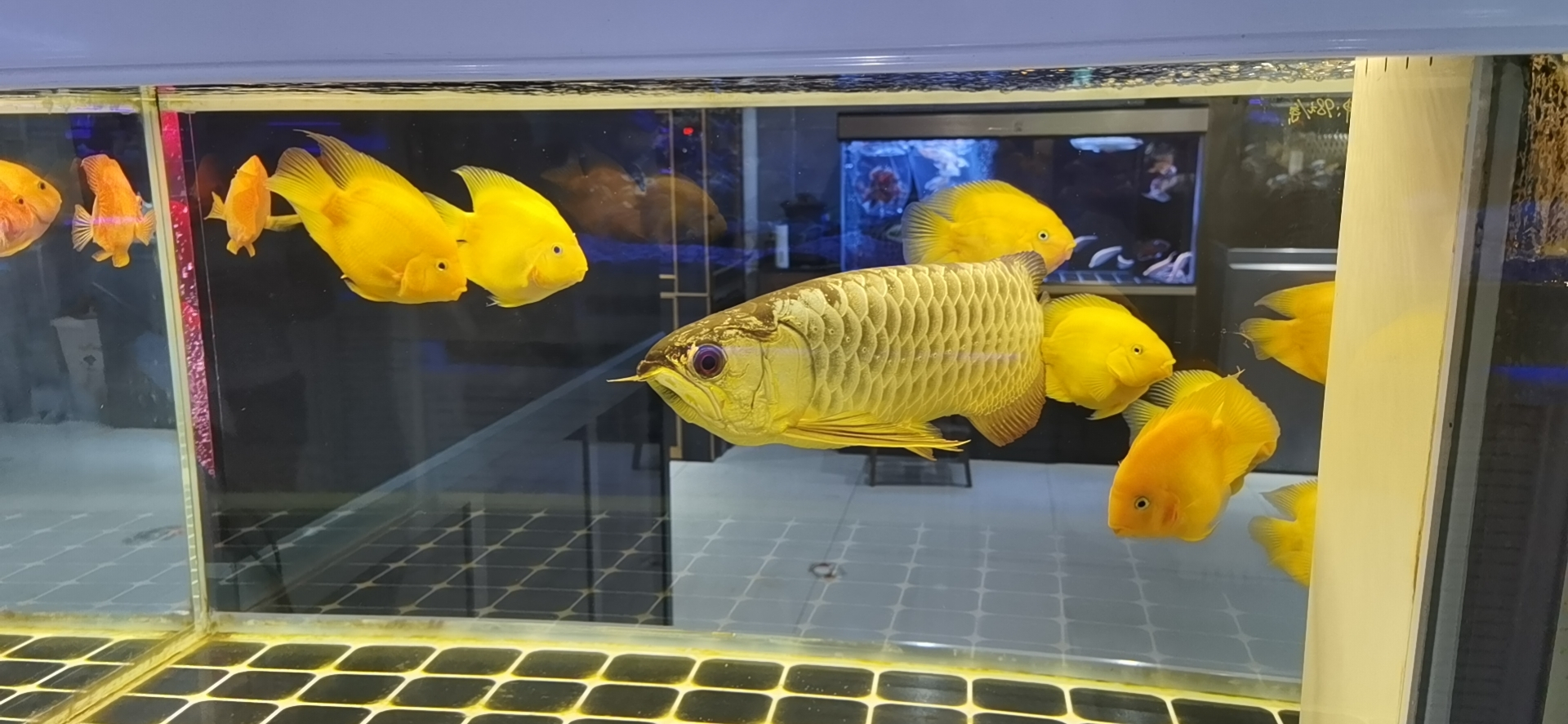 寵物店淡水魚缸定制