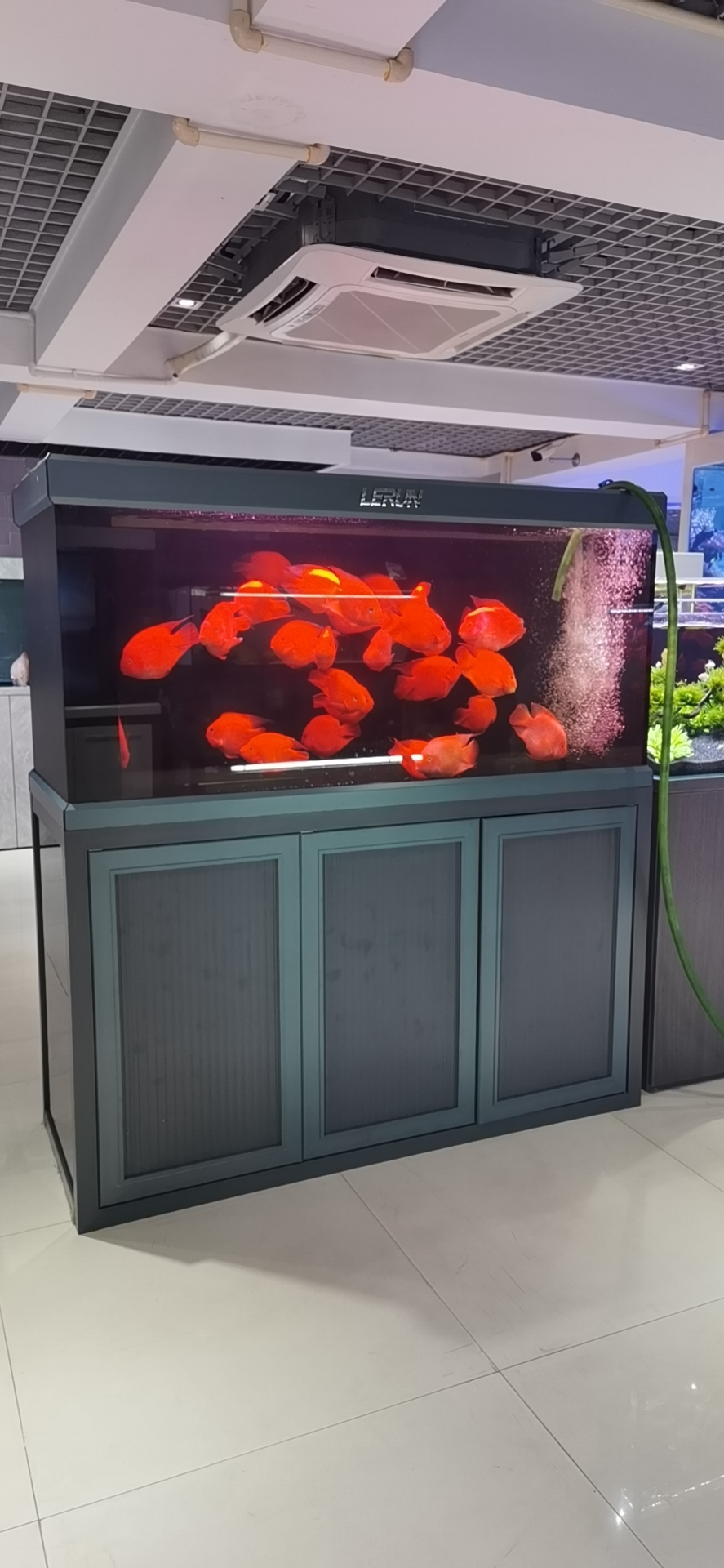 寵物店淡水魚缸定制