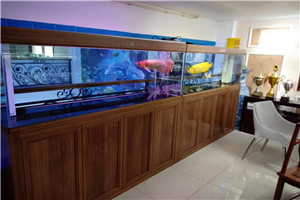 寵物店淡水魚缸定制