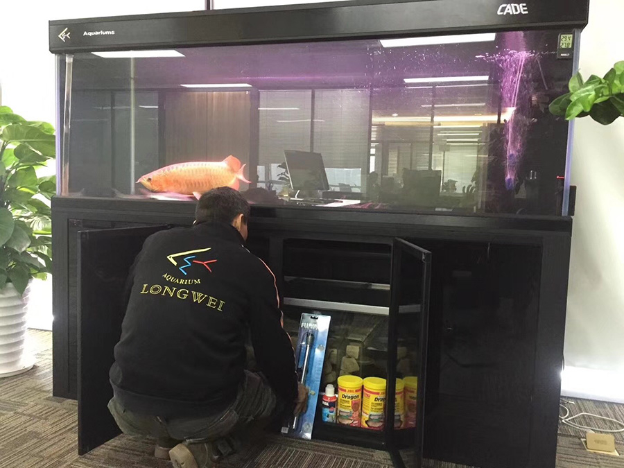 公司定制魚缸送缸上門