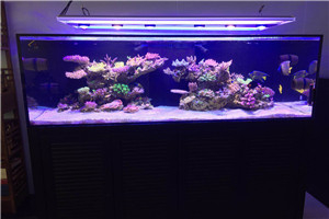 道爾頓公學(xué) 海洋科普 走進學(xué)校