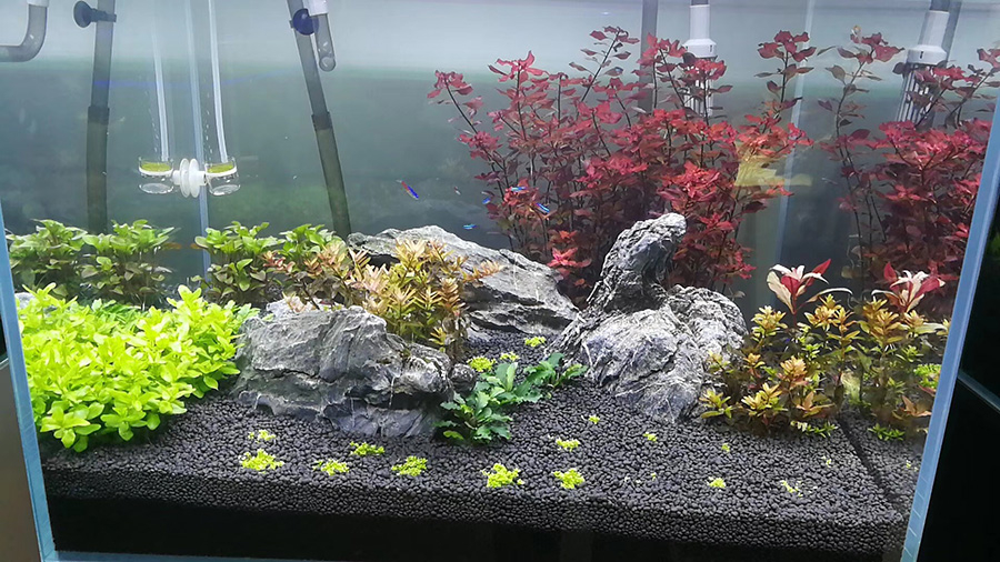 家庭淡水魚缸造景——龍威水族