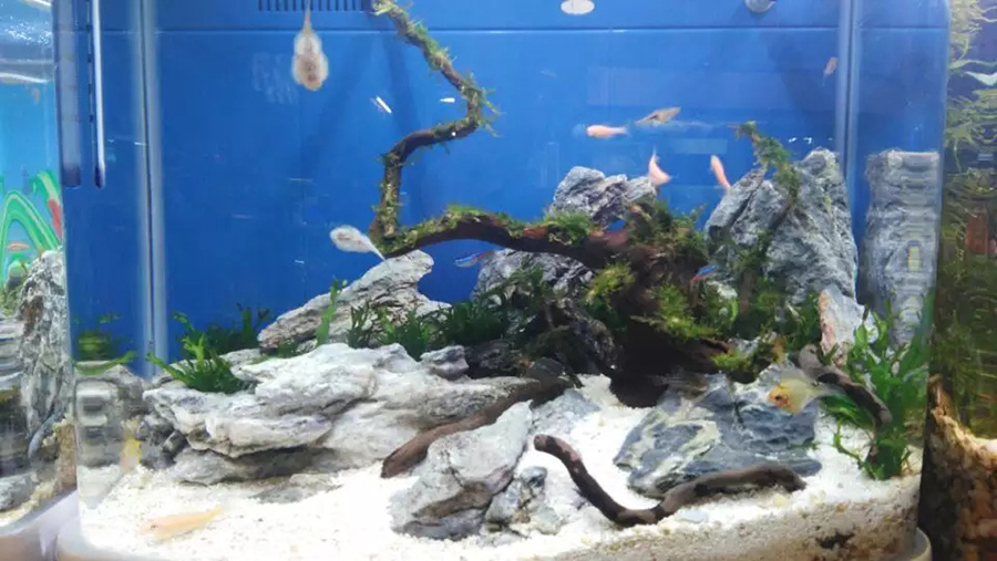 家庭淡水魚缸造景——龍威水族
