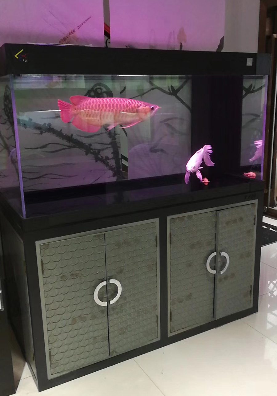 龍威水族——淡水龍魚缸定制案例