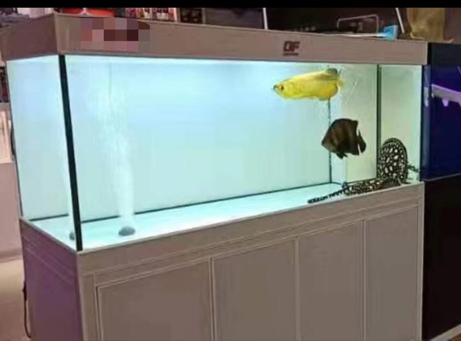 龍威水族——淡水龍魚缸定制案例