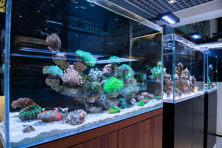 大型魚缸定制案例