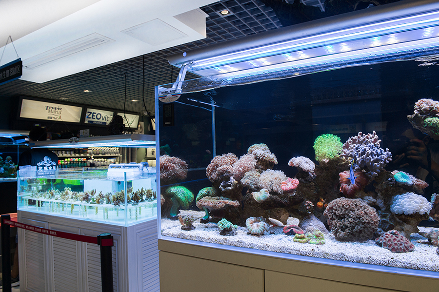 大型魚缸定制案例