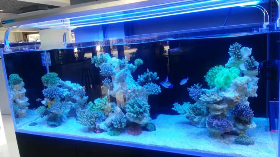 龍威定制海水缸上門服務(wù)