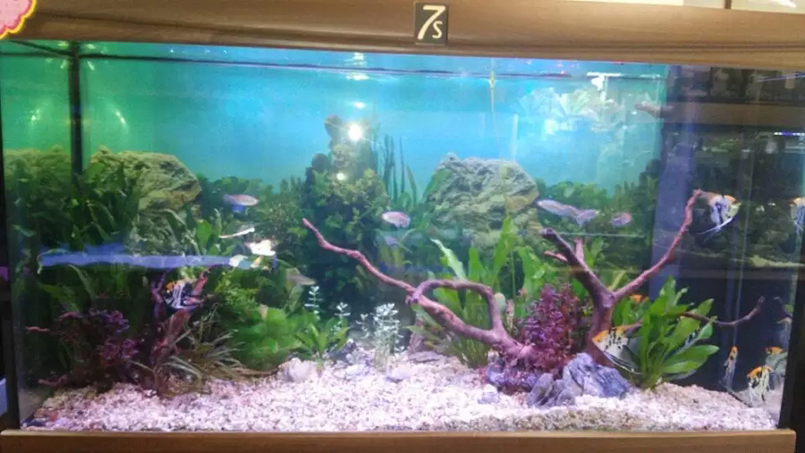 龍威水族——草缸造景案例