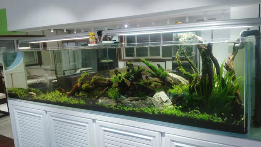 龍威水族——草缸造景案例
