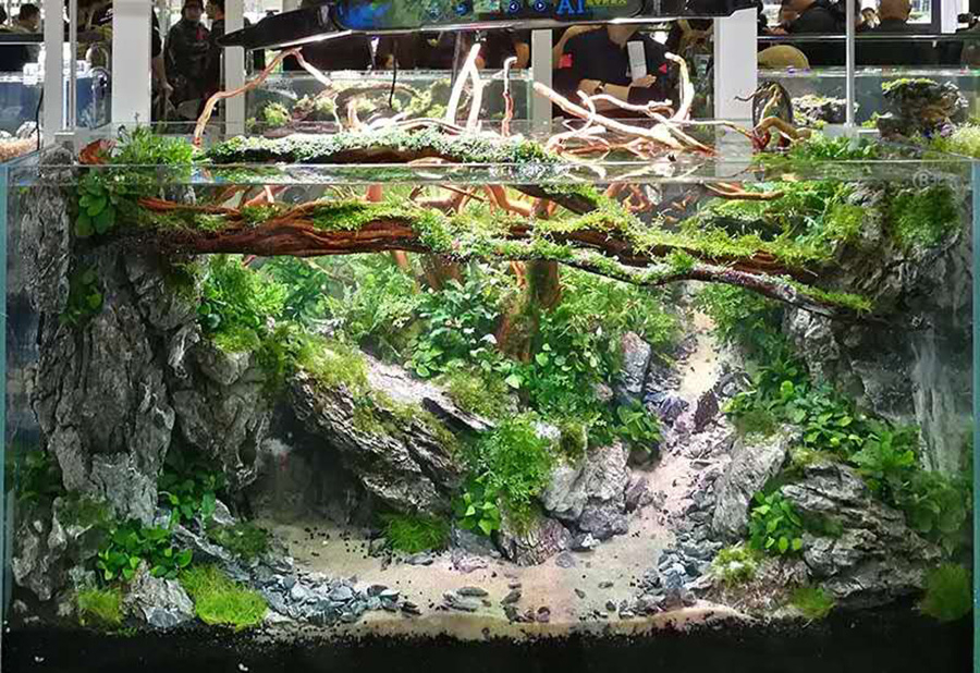 深圳大型草缸造景技術方法介紹